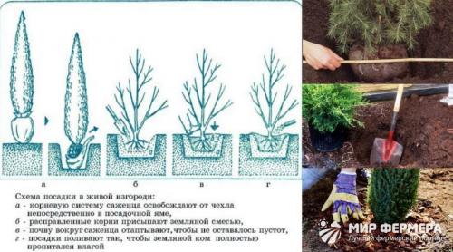Как правильно посадить семена хвойных деревьев