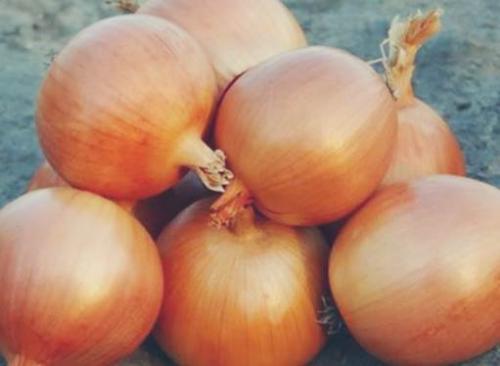 Лук длительного хранения сорта. Выбор сорта 02