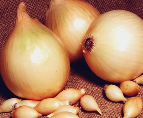 Лук длительного хранения сорта. Выбор сорта 05