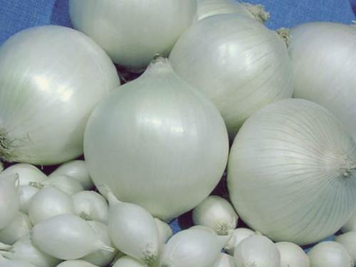 Лук длительного хранения сорта. Выбор сорта 04
