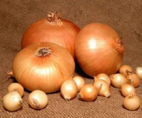 Сорта лука для северо-запада. Озимый лук — технология выращивания в открытом грунте, 7 популярных сортов