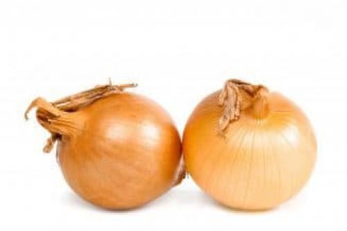 Сорта лука для северо-запада. Озимый лук — технология выращивания в открытом грунте, 7 популярных сортов