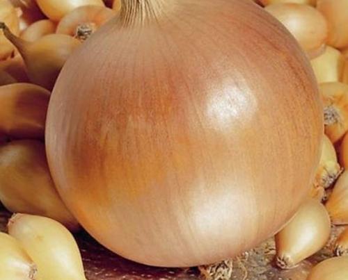 Лук длительного хранения сорта. Выбор сорта 06
