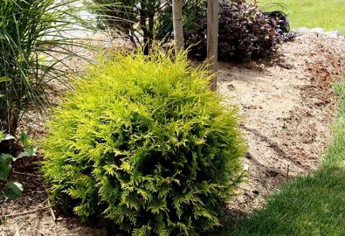Туя шаровидная быстрорастущая. Привлекательность шаровидных туй: что выбрать и как ухаживать?
