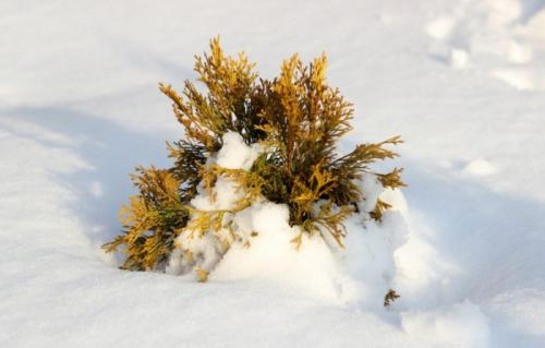Пять осенних процедур для успешной зимовки туи. Как правильно укрыть туи на зиму