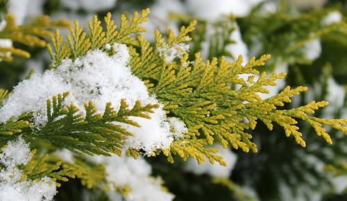 Уход за туями осенью. Почему необходим уход за туей осенью