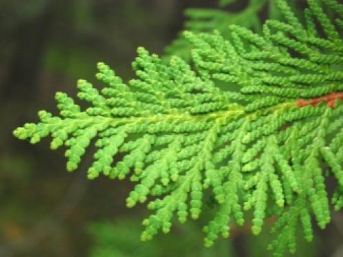 На туях черные ветки, что делать. Что делать, если почернели ветки и хвоя 02 На туях черные ветки, что делать. Что делать, если почернели ветки и хвоя 02