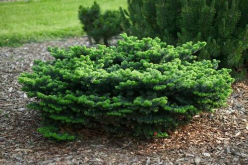 Низкорослые туи и можжевельники. Смотрите видео: Карликовые хвойные для сада