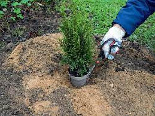 Уход за туями осенью. Почему необходим уход за туей осенью