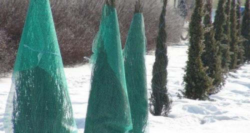 Пять осенних процедур для успешной зимовки туи. Как правильно укрыть туи на зиму