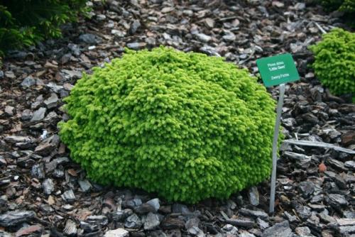 Низкорослые туи и можжевельники. Смотрите видео: Карликовые хвойные для сада