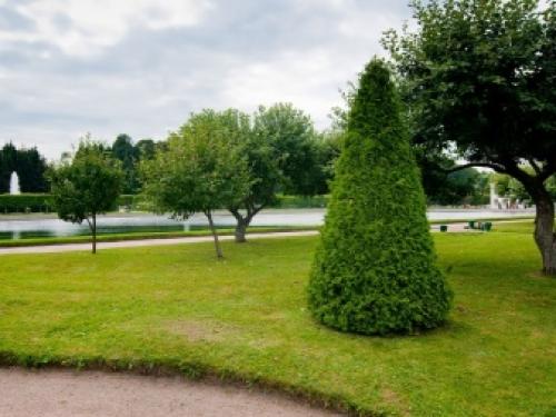 На туях черные ветки, что делать. Что делать, если почернели ветки и хвоя 01 На туях черные ветки, что делать. Что делать, если почернели ветки и хвоя 01