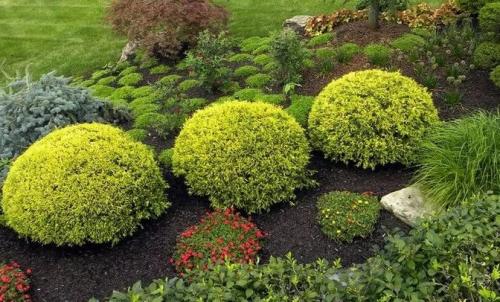 Низкорослые туи и можжевельники. Смотрите видео: Карликовые хвойные для сада