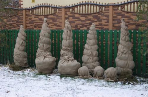 Пять осенних процедур для успешной зимовки туи. Как правильно укрыть туи на зиму