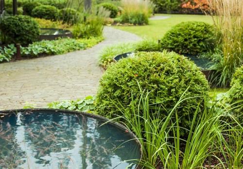 Туя шаровидная быстрорастущая. Привлекательность шаровидных туй: что выбрать и как ухаживать?