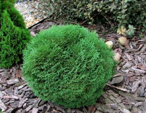 Пять осенних процедур для успешной зимовки туи. Как правильно укрыть туи на зиму 08 Пять осенних процедур для успешной зимовки туи. Как правильно укрыть туи на зиму 08