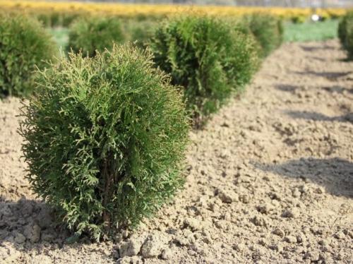 Пять осенних процедур для успешной зимовки туи. Как правильно укрыть туи на зиму 07 Пять осенних процедур для успешной зимовки туи. Как правильно укрыть туи на зиму 07