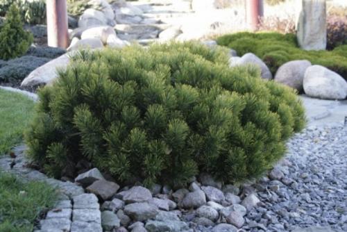 Низкорослые туи и можжевельники. Смотрите видео: Карликовые хвойные для сада