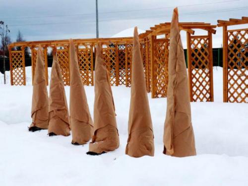 Пять осенних процедур для успешной зимовки туи. Как правильно укрыть туи на зиму