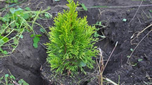 Уход за туями осенью. Почему необходим уход за туей осенью