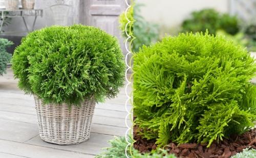 Туя шаровидная быстрорастущая. Привлекательность шаровидных туй: что выбрать и как ухаживать?