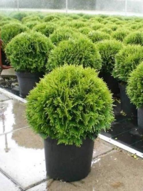 Пять осенних процедур для успешной зимовки туи. Как правильно укрыть туи на зиму 06 Пять осенних процедур для успешной зимовки туи. Как правильно укрыть туи на зиму 06