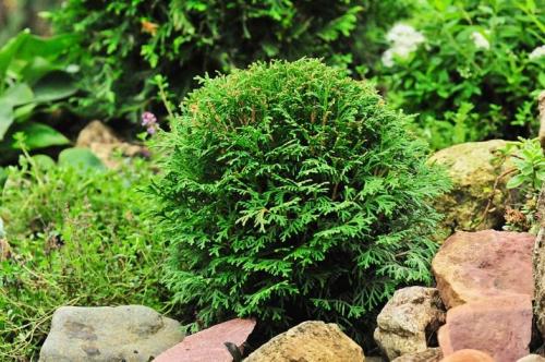 Пять осенних процедур для успешной зимовки туи. Как правильно укрыть туи на зиму 09 Пять осенних процедур для успешной зимовки туи. Как правильно укрыть туи на зиму 09