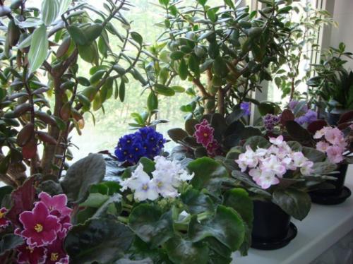 Как реанимировать подмерзшие растения. Как оживить замерзшие цветы