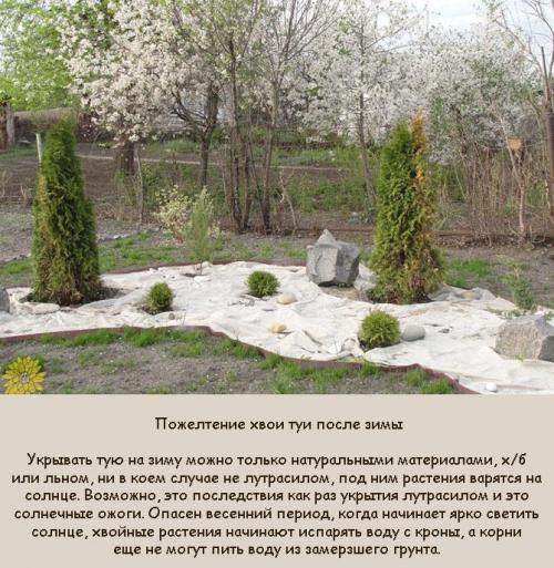 Туя болеет после пересадки. Весной