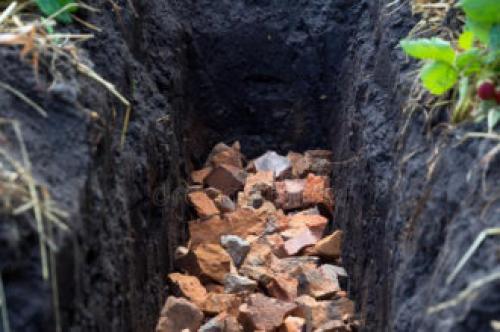 Туи поменяли цвет осенью. Почему туя желтеет и что надо делать, чтобы ее спасти