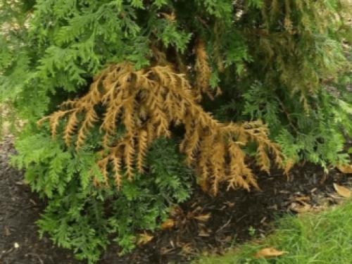 Туи поменяли цвет осенью. Почему туя желтеет и что надо делать, чтобы ее спасти 03