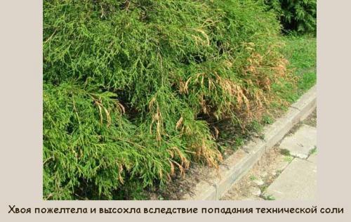 Туя болеет после пересадки. Весной