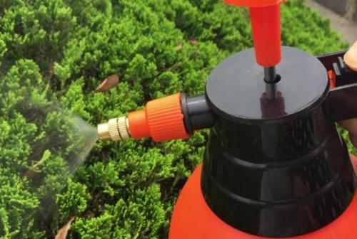 Нужно ли чистить туи осенью. Уход за туями в саду осенью: что делать с кустарником