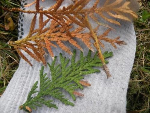 Туи поменяли цвет осенью. Почему туя желтеет и что надо делать, чтобы ее спасти 04