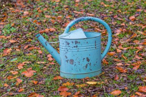 Нужно ли чистить туи осенью. Уход за туями в саду осенью: что делать с кустарником