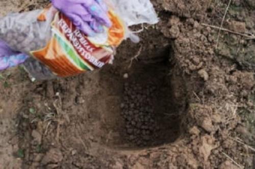 Туи поменяли цвет осенью. Почему туя желтеет и что надо делать, чтобы ее спасти