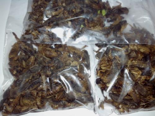 Какие виды лекарств можно приготовить из азиатской медведки