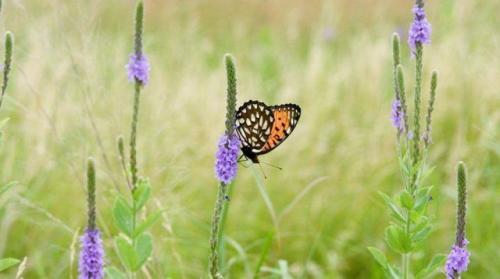 Как защитить сад от возвратных заморозков. Защищаем сад от возвратных заморозков   07