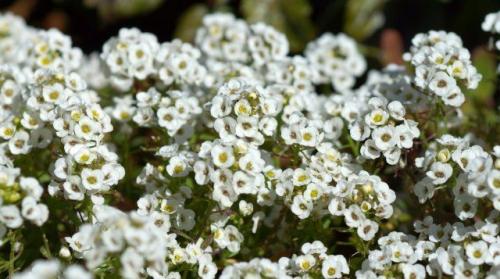 Как защитить сад от возвратных заморозков. Защищаем сад от возвратных заморозков   02