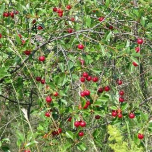 Степная вишня описание. Описание дикой степной вишни 18