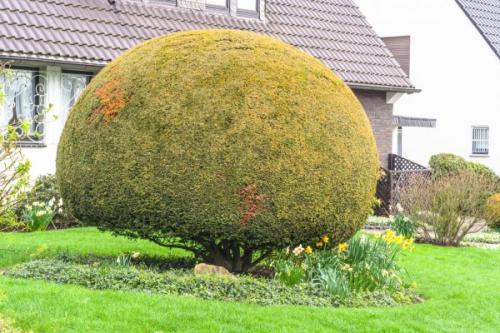 Из-за чего гибнут туя и другие хвойные. Подкормка туи 07