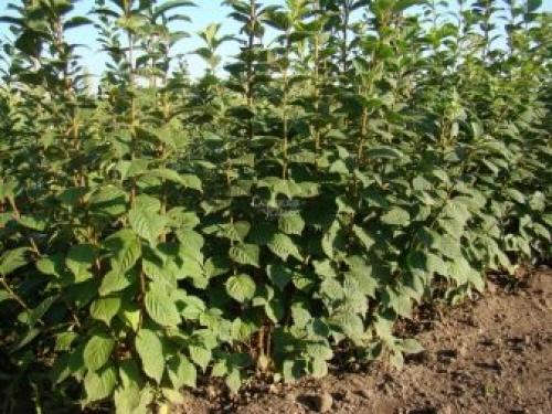 Степная вишня описание. Описание дикой степной вишни 11