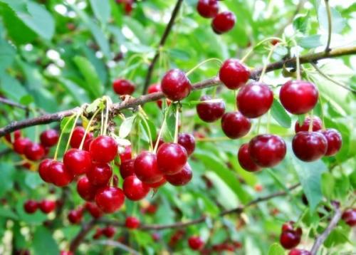 Степная вишня описание. Описание дикой степной вишни 20