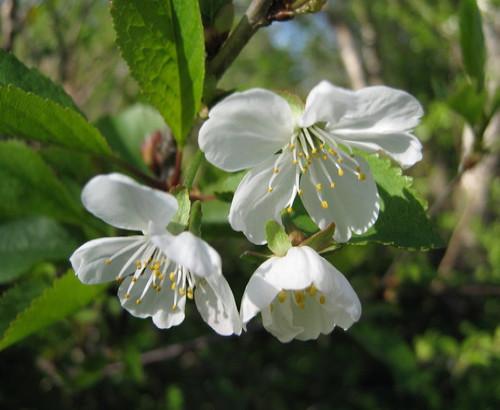 Степная вишня описание. Описание дикой степной вишни 08