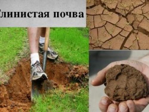 Из-за чего гибнут туя и другие хвойные. Подкормка туи 03