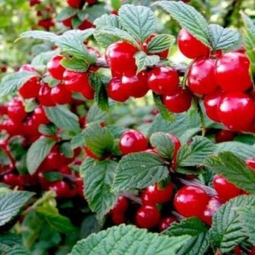 Степная вишня описание. Описание дикой степной вишни 16