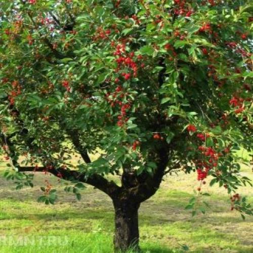 Степная вишня описание. Описание дикой степной вишни 17