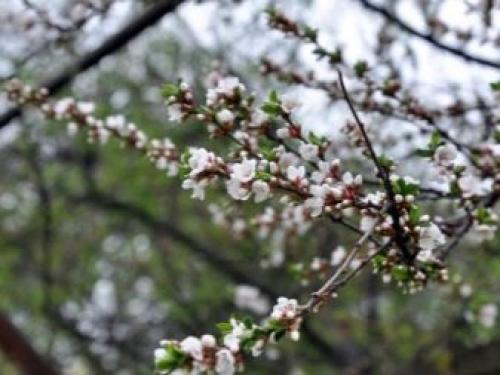 Степная вишня описание. Описание дикой степной вишни 15