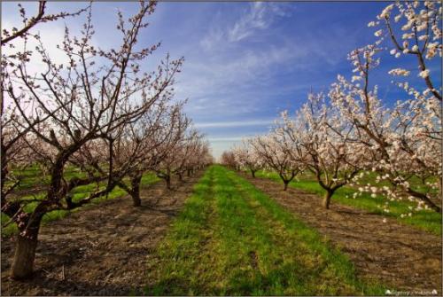 Как правильно ухаживать за абрикосами