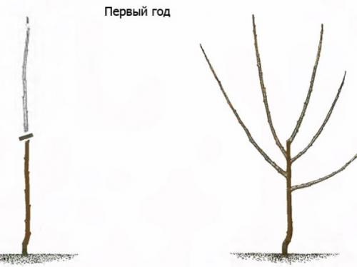Как правильно ухаживать за абрикосами